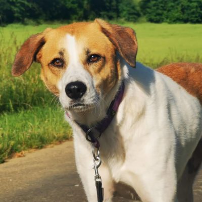 Hund aus Tierschutz Rumänien adoptieren Rüde Sancho