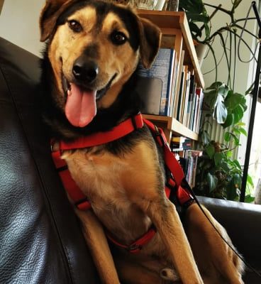 Hund aus Tierschutz Rumänien adoptieren Junghund Edwin