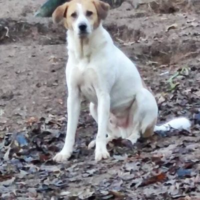 Hund aus Tierschutz Rumänien adoptieren Sancho