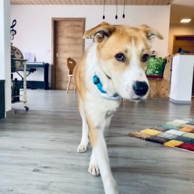 Hund aus Tierschutz Rumänien adoptieren Rüde Oka