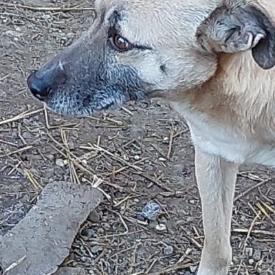 Hund aus Tierschutz Rumänien adoptieren Sookie