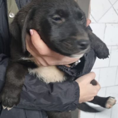 Hund aus Tierschutz Rumänien adoptieren Welpe Elke