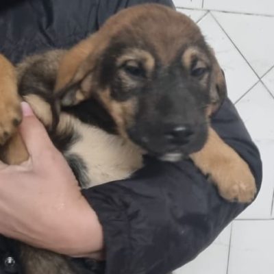 Hund aus Tierschutz Rumänien adoptieren Welpe Ella