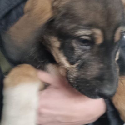 Hund aus Tierschutz Rumänien adoptieren Welpe Elliot