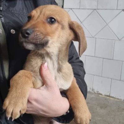 Hund aus Tierschutz Rumänien adoptieren Welpe Emilio
