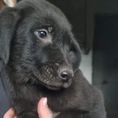 Hund aus Tierschutz Rumänien adoptieren Welpe Ernesto