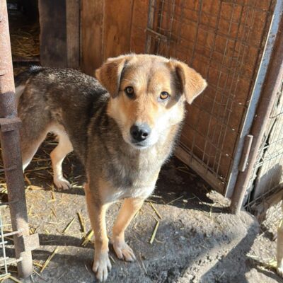 Hund aus Tierschutz Rumänien adoptieren Rüde Boomer