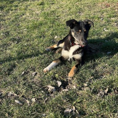Hund aus Tierschutz Rumänien adoptieren Junghund Gianna