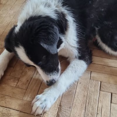 Hund aus Tierschutz Rumänien adoptieren Welpe Phoenix