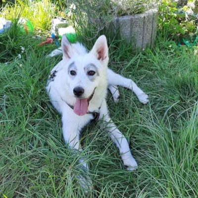 Hund aus Tierschutz Rumänien adoptieren Junghündin Soraya