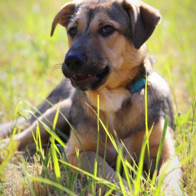Hund aus Tierschutz Rumänien adoptieren Junghund Rüde Dexter