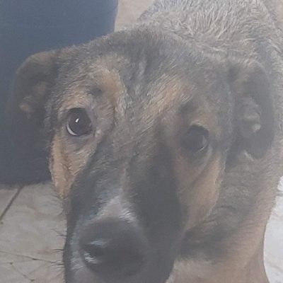 Hund aus Tierschutz Rumänien adoptieren Junghund Rüde Ikarus