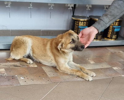 Hund aus Tierschutz Rumänien adoptieren Junghündin Anisha