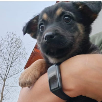 Hund aus Tierschutz Rumänien adoptieren Welpe Rica