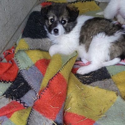 Hund aus Tierschutz Rumänien adoptieren Welpe Runa