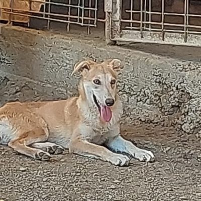 Hund aus Tierschutz Rumänien adoptieren Junghund Hündin Fanny