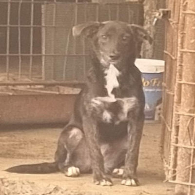Hund aus Tierschutz Rumänien adoptieren Junghund Hündin Feli