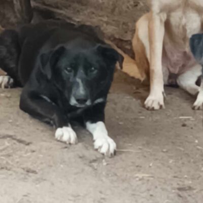 Hund aus Tierschutz Rumänien adoptieren Hündin Finka