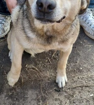 Hund aus Tierschutz Rumänien adoptieren Micky