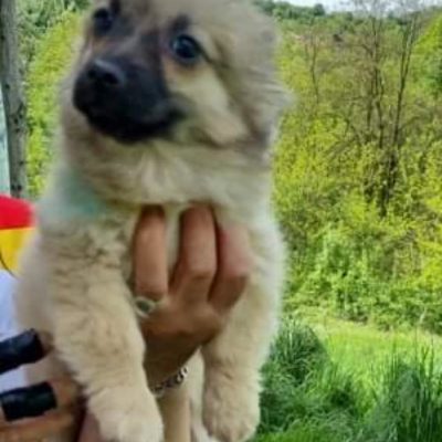 Hund aus Tierschutz Rumänien adoptieren Welpe Elin