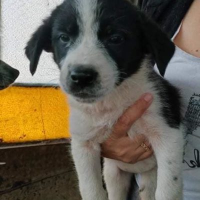 Hund aus Tierschutz Rumänien adoptieren Welpe Hündin Ondra