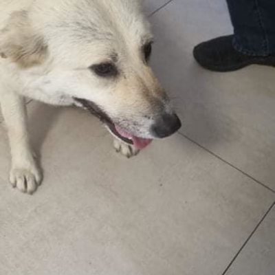 Hund aus Tierschutz Rumänien adoptieren Hündin Chanel