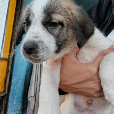 Hund aus Tierschutz Rumänien adoptieren Welpe Rüde Onyx