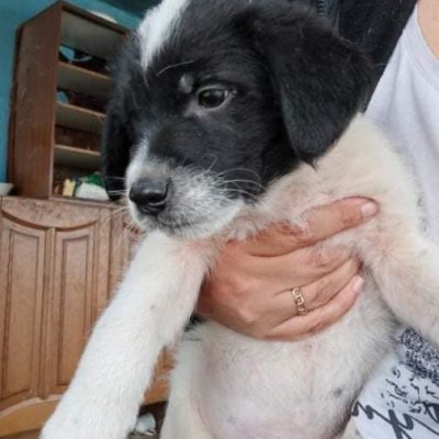 Hund aus Tierschutz Rumänien adoptieren Rüde Welpe Ozzie