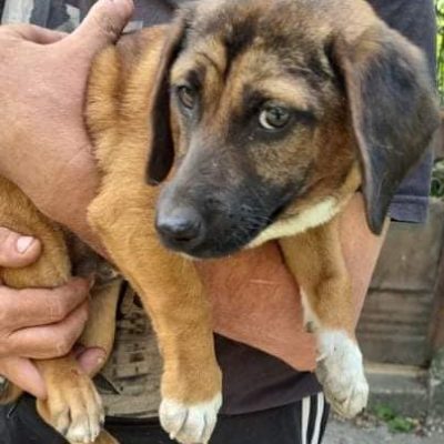 Hund aus Tierschutz Rumänien adoptieren Welpe Rüde Strolch