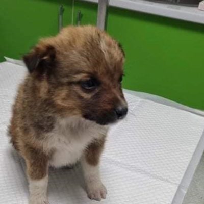 Hund aus Tierschutz Rumänien adoptieren Welpe Hündin Roona