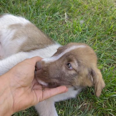 Hund aus Tierschutz Rumänien adoptieren Welpe Hündin Olina