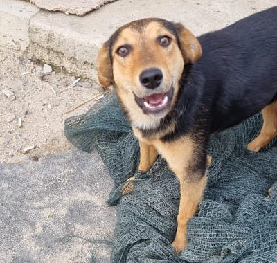Hund aus Tierschutz Rumänien adoptieren Junghündin Gitti