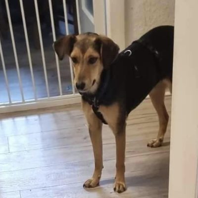 Hund aus Tierschutz Rumänien adoptieren Junghündin Gitti