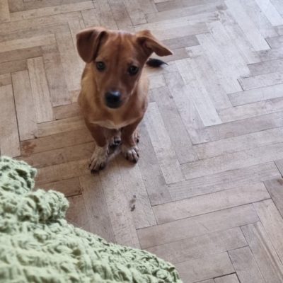 Hund aus Tierschutz Rumänien adoptieren Welpe Rüde Perdro
