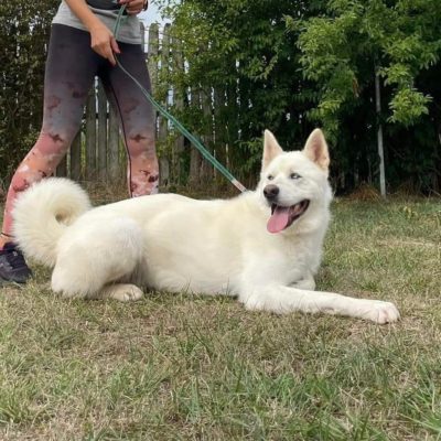 Hund aus Tierschutz Rumänien adoptieren Rüde Aky