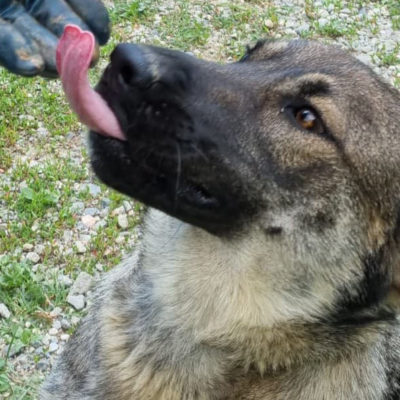 Hund aus Tierschutz Rumänien adoptieren Hündin Aska