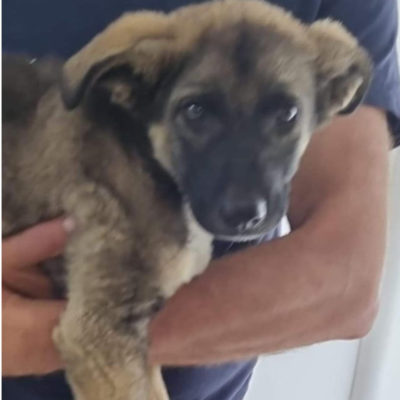 Hund aus Tierschutz Rumänien adoptieren Welpe Rüde Byron