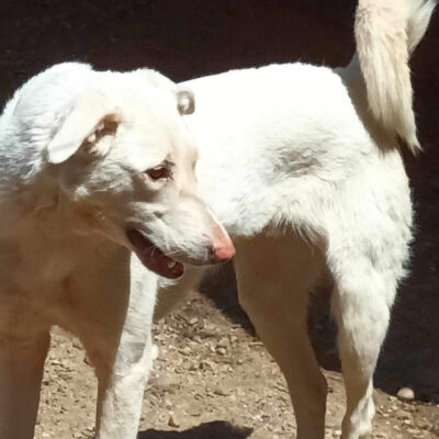 Hund aus Tierschutz Rumänien adoptieren Rüde Chico