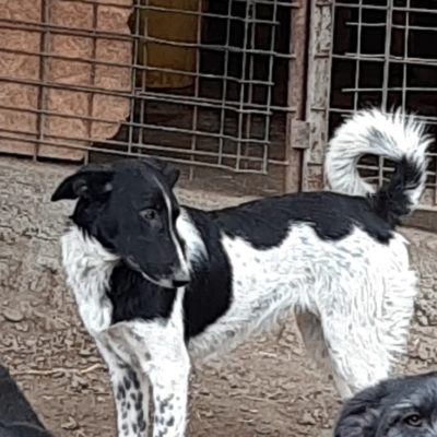 Hund aus Tierschutz Rumänien adoptieren Junghund Rüde Corry