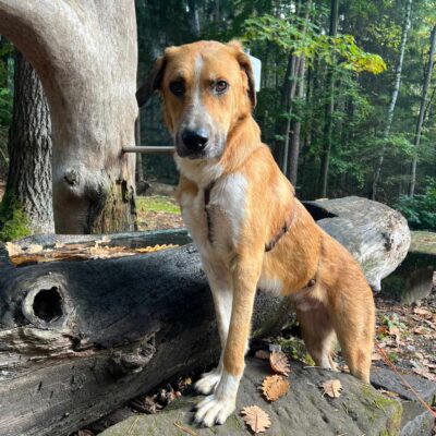 Hund aus Tierschutz adoptieren Junghund Rüde Ivo
