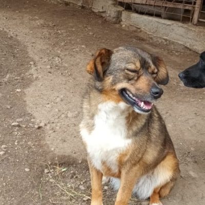 Hund aus Tierschutz Rumänien adoptieren Hündin Mable