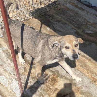 Hund aus Tierschutz Rumänien adoptieren Rüde Ronny