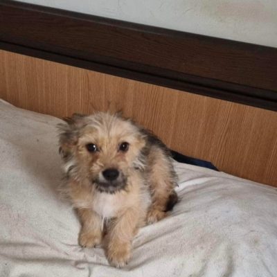 Hund aus Tierschutz Rumänien adoptieren Welpe Hündin Sunny
