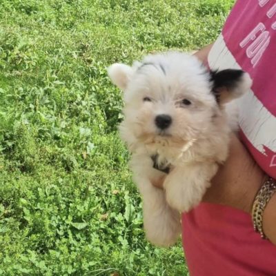 Hund aus Tierschutz Rumänien adoptieren Welpe Hündin Ella