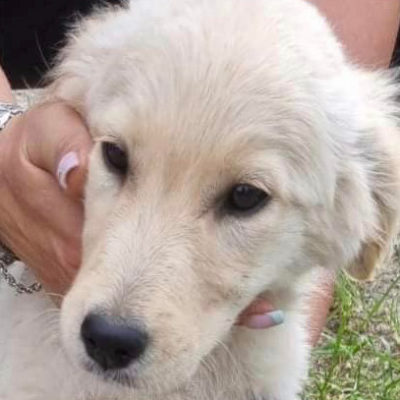 Hund aus Tierschutz Rumänien adoptieren Welpe Hündin Fiora