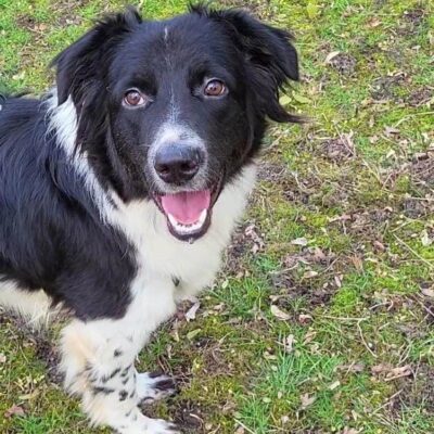 Hund aus Tierschutz Rumänien adoptieren Junghund Rüde Gino