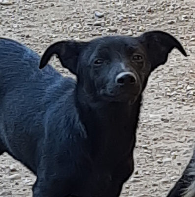 Hund aus Tierschutz Rumänien adoptieren Welpe Rüde Hoshi