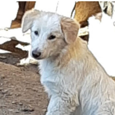 Hund aus Tierschutz Rumänien adoptieren Welpe Rüde Ilko