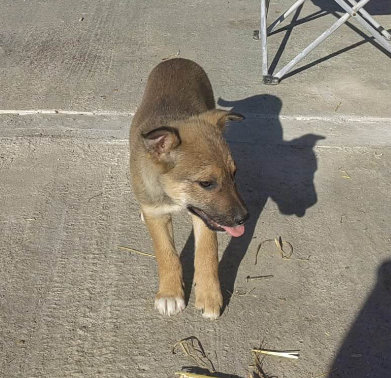 Hund aus Tierschutz Rumänien adoptieren Welpe Rüde Frederic