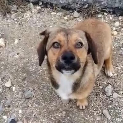 Hund aus Tierschutz Rumänien adoptieren Hündin Kathi